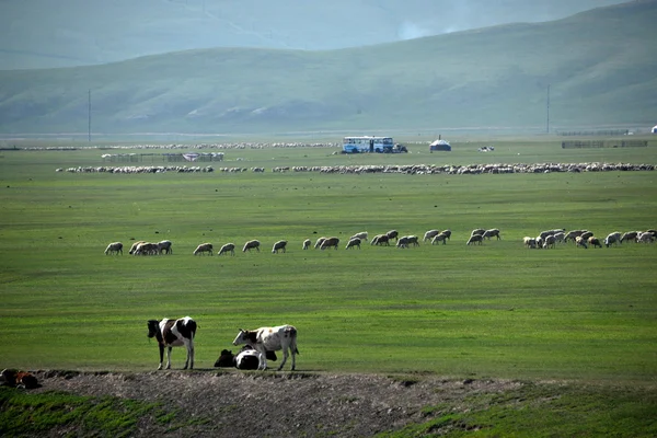 Binnen-Mongolië hulunbeier "china's eerste qushui" mergel rivier, gouden horde Mongoolse stammen grasland schapen, paarden, runderen — Stockfoto