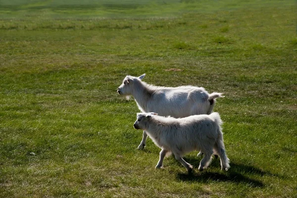 Mongolie intérieure Hulunbeier "Le premier Qushui de la Chine" Mergel River, Golden Horde Khan Mongol tribus moutons des prairies — Photo