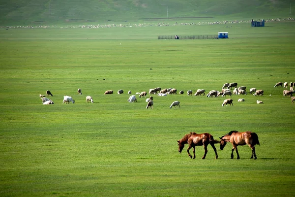 İç Moğolistan hulunbeier "Çin'in ilk qushui" mergel Nehri, altın horde Moğol kabileleri otlak koyun, at, sığır — Stok fotoğraf