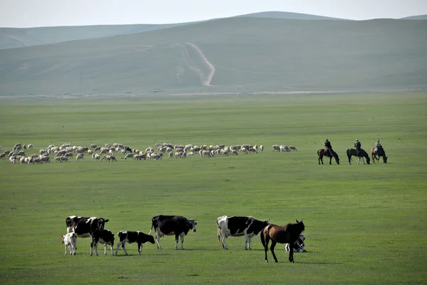 Внутренняя Монголия Hulunbeier "China 's first Qushui" mergel River, Golden Horde Mongol tribes grassland sheep, horses, cattle — стоковое фото