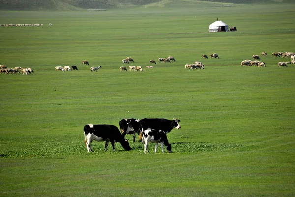 İç Moğolistan hulunbeier "Çin'in ilk qushui" mergel Nehri, altın horde Moğol kabileleri otlak koyun, at, sığır — Stok fotoğraf