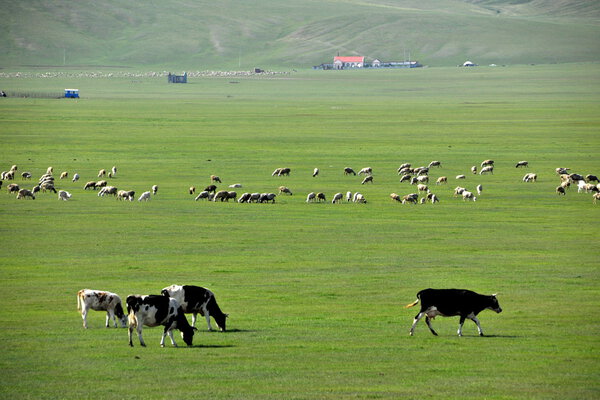 Внутренняя Монголия Hulunbeier "China 's first Qushui" mergel River, Golden Horde Mongol tribes grassland sheep, horses, cattle
