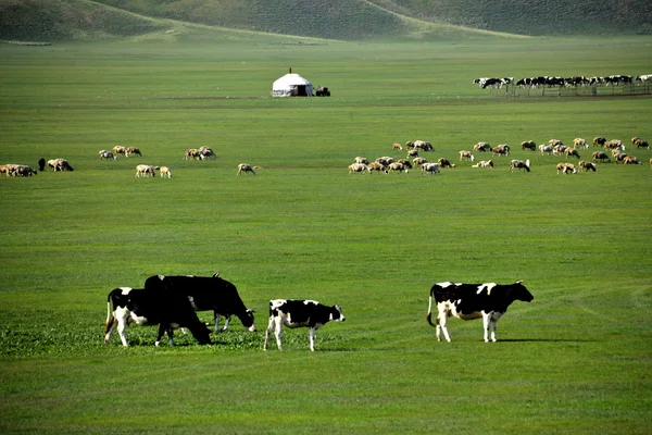 Innere Mongolei hulunbeier "Chinas erster Qushui" Mergel-Fluss, goldene Horde mongolischer Stämme Graslandschafe, Pferde, Rinder — Stockfoto