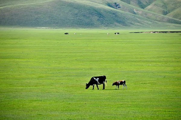 Mongolia Interna Hulunbeier "primo fiume mergel Qushui" della Cina, Orda d'Oro tribù mongole pascoli pecore, cavalli, bovini — Foto Stock