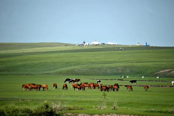 Mongolia Interna Hulunbeier "primo fiume mergel Qushui" della Cina, Orda d'Oro tribù mongole pascoli pecore, cavalli, bovini — Foto Stock