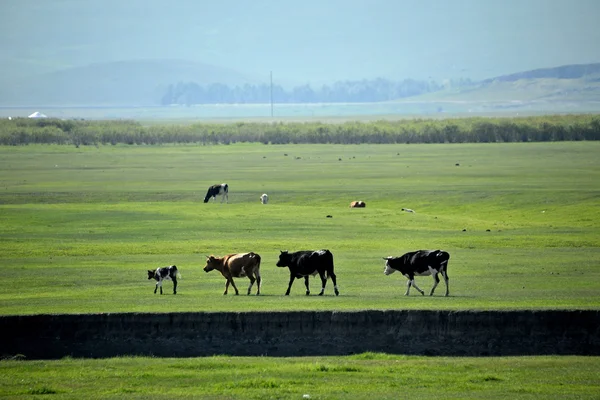 Mongolia Interior Hulunbeier "El primer río Qushui de China" mergel, Horda de Oro tribus mongolas pastizales ovejas, caballos, ganado — Foto de Stock