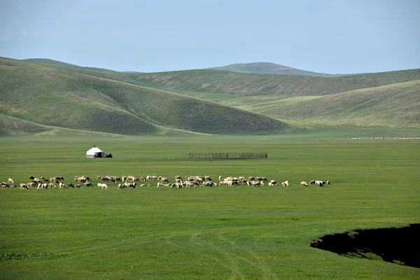 Binnen-Mongolië hulunbeier "china's eerste qushui" mergel rivier, gouden horde Mongoolse stammen grasland schapen, paarden, runderen — Stockfoto