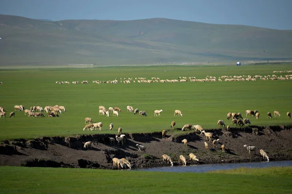 Mongólia Interior Hulunbeier "China 's first Qushui" mergel River, Horda Dourada Tribos mongóis pastagens ovelhas, cavalos, gado — Fotografia de Stock