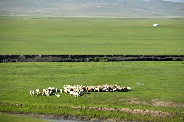 内蒙古呼伦贝尔市"中国第一曲水"mergel 河，金帐汗国蒙古部落草原羊、 马、 牛 — 图库照片
