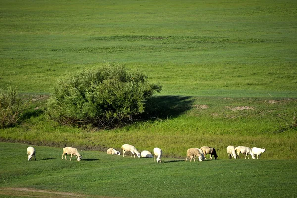 内蒙古自治区爾「中国の最初 qushui"mergel 川、金大群モンゴル部族草地羊馬、牛 — ストック写真