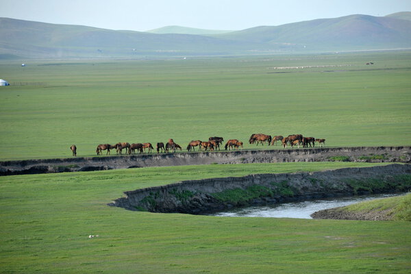 Внутренняя Монголия Hulunbeier "China 's first Qushui" mergel River, Golden Horde Khan Mongolian steppe tribes sheep, horses, cattle
