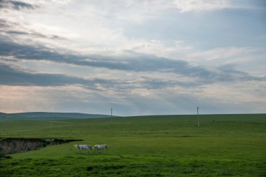 İç Moğolistan hulunbeier 