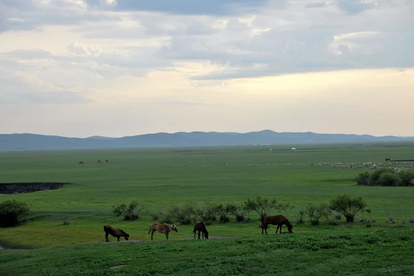 Inner Mongolia Hulunbeier "China's first Qushui" mergel River Golden Horde Khan Mongol tribes steppe horses — Stock Photo, Image