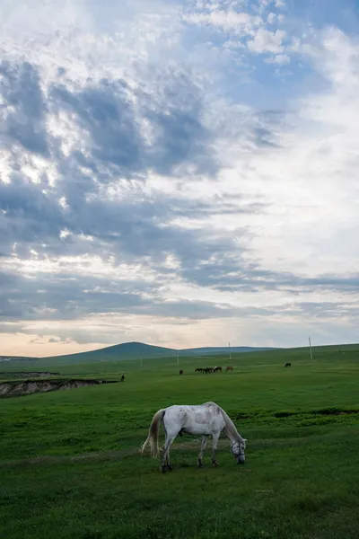 İç Moğolistan hulunbeier "Çin'in ilk qushui" mergel Nehri altın horde Han Moğol kabileleri bozkır atlar — Stok fotoğraf