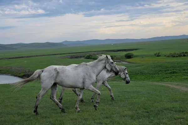 Inner Mongolia Hulunbeier "China's first Qushui" mergel River Golden Horde Khan Mongol tribes steppe horses — Stock Photo, Image