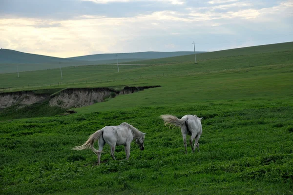 İç Moğolistan hulunbeier "Çin'in ilk qushui" mergel Nehri altın horde Han Moğol kabileleri bozkır atlar — Stok fotoğraf
