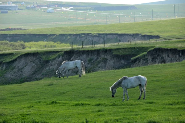 İç Moğolistan hulunbeier "Çin'in ilk qushui" mergel Nehri altın horde Han Moğol kabileleri bozkır atlar — Stok fotoğraf