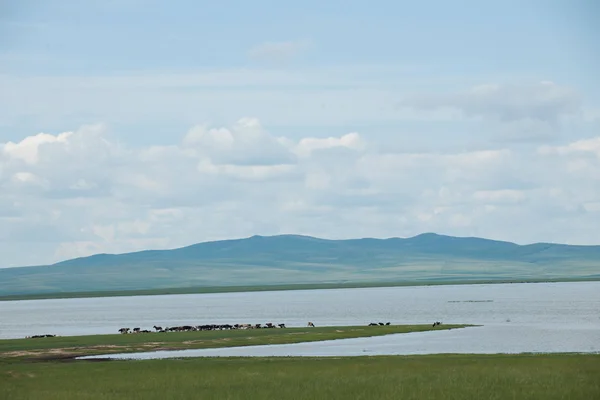 Manzhouli en Mongolie intérieure hulunbeier milieux humides du fleuve racine — Photo