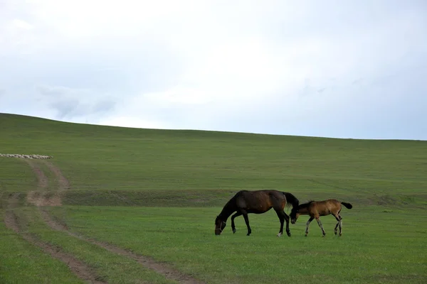 Mongolia wewnętrzna hulunbeier ergun głównego rzeki podmokłych brzegach foal — Zdjęcie stockowe