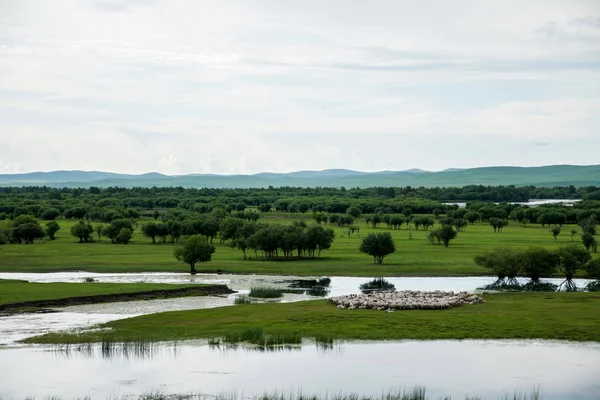 Mongolia Interior Hulunbeier Ergun Root River wetland edge of the flock —  Fotos de Stock