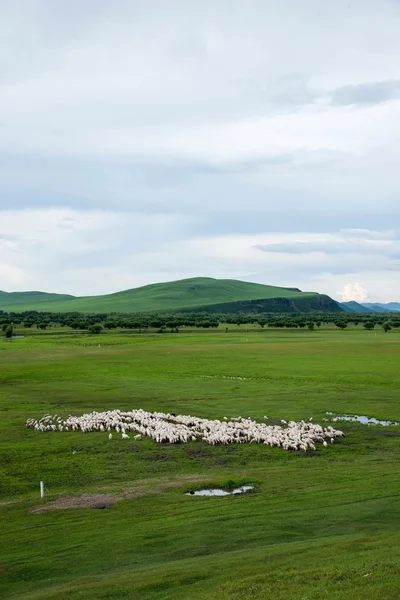 Mongolie intérieure Hulunbeier Ergun Root River zone humide bord du troupeau — Photo