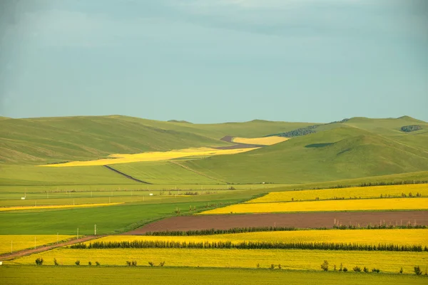 Inre Mongoliet hulunbeier förrut solnedgång rot floden våtmarker raps blomma fält — Stockfoto