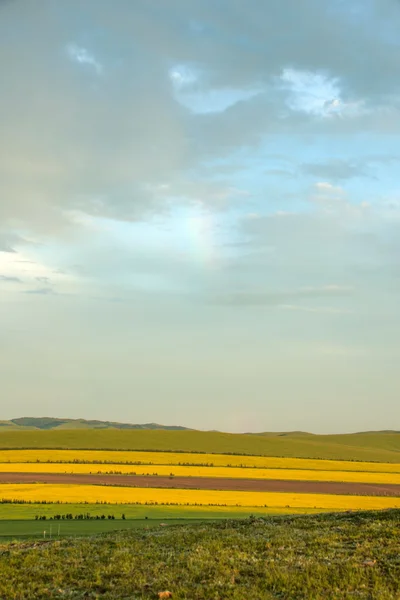 Inre Mongoliet hulunbeier förrut solnedgång rot floden våtmarker raps blomma fält — Stockfoto