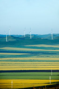 İç Moğolistan hulunbeier ergun kök nehir sulak kanola çiçek alanları kenarları