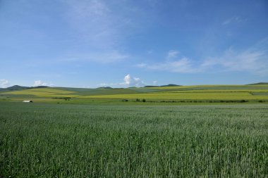 İç Moğolistan hulunbeier ergun kök nehir sulak kenarları Medine