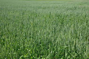 İç Moğolistan hulunbeier ergun kök nehir sulak kenarları Medine
