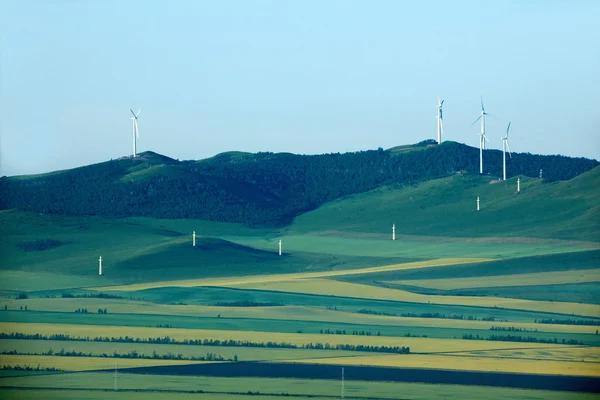 Mongolia Interior Hulunbeier Ergun Root River wetland edges canola flower fields —  Fotos de Stock