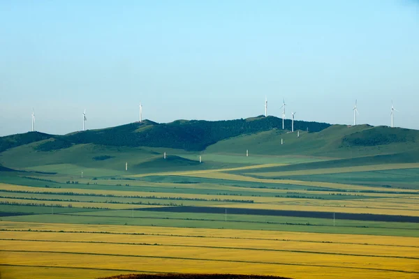 Inre Mongoliet hulunbeier förrut rot floden våtmark kanter raps blomma fält — Stockfoto