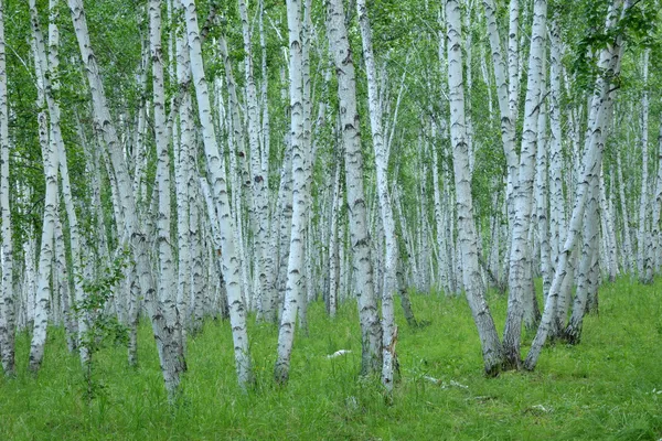 Внутрішня Монголія Hulunbeier Ергун річки водно-болотних угідь береза корінь — стокове фото