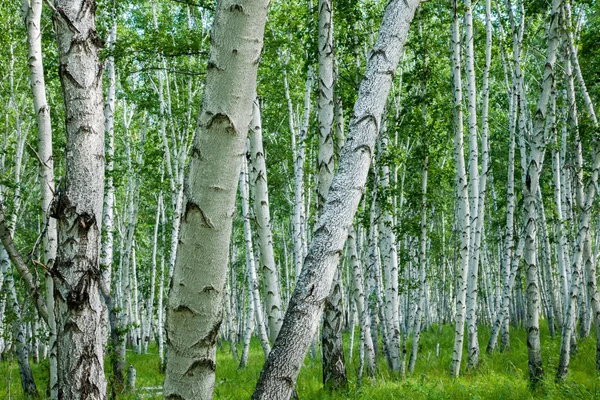 Mongolia Interior Hulunbeier Ergun River Raíz de abedul de los humedales — Foto de Stock