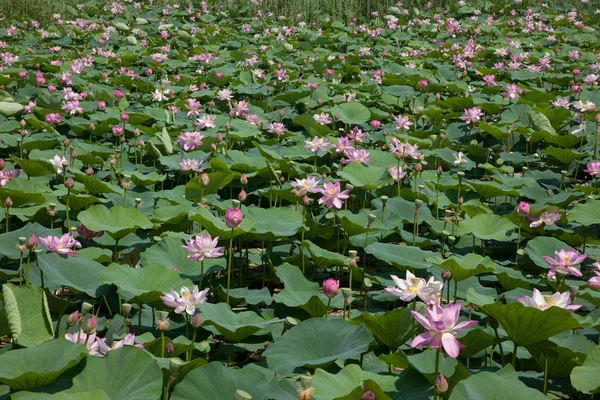 起重机自然保护区齐齐哈尔扎龙湿地池塘 — 图库照片
