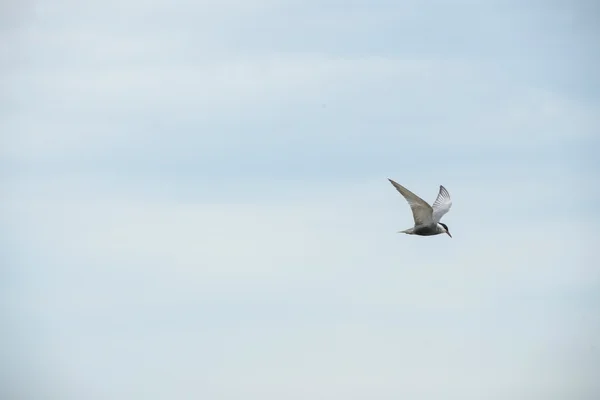 Zhalong Nature Reserve, Qiqihar Crane bird flying over
