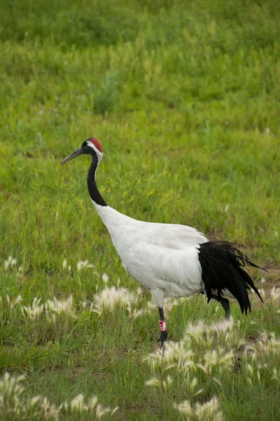 Zhalong φύση αποθεματικό, qiqihar γερανός Γερανός marsh λωρίδα — Φωτογραφία Αρχείου