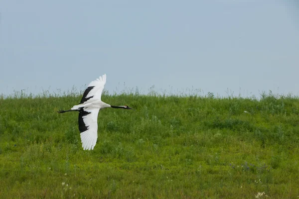 Reserva Natural de Zhalong, Qiqihar Crane Crane Marsh Lane — Fotografia de Stock