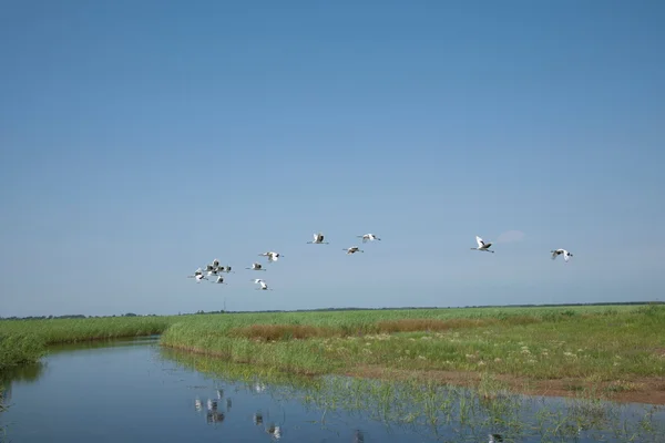 Zhalong natuurreservaat, qiqihar kranen vliegen over de marsh groep van rood-gekroond kranen — Stockfoto