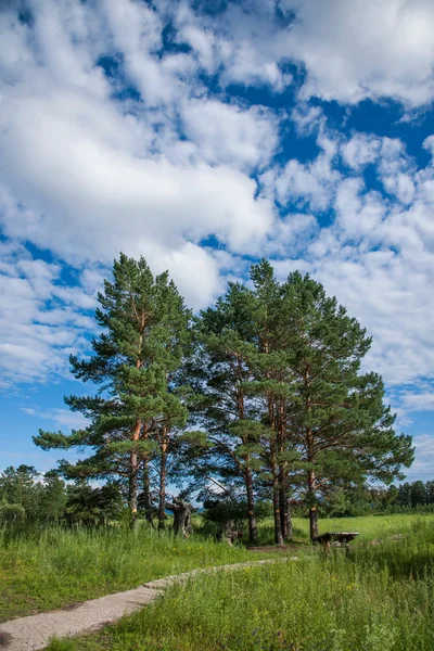 Heilongjiang mohe arktisches Dorf arktische Sandbank blendender Waldweg — Stockfoto