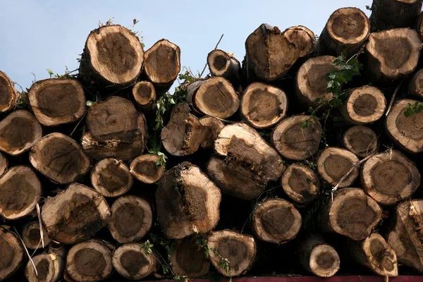 O Condado de Jilin Province é um dos dez melhores troncos de madeira empilhados no rio "Chagan Lake" da China — Fotografia de Stock