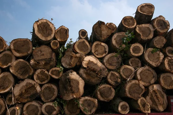 O Condado de Jilin Province é um dos dez melhores troncos de madeira empilhados no rio "Chagan Lake" da China — Fotografia de Stock