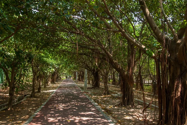 Shenzhen, Guangdong Province Dameisha Waterfront Park sentier bordée d'arbres banyans — Photo