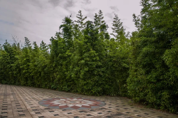 Город Шэньчжэнь, провинция Гуандун, Восточная Дамейша бамбуковая чайная долина Цюгуань — стоковое фото