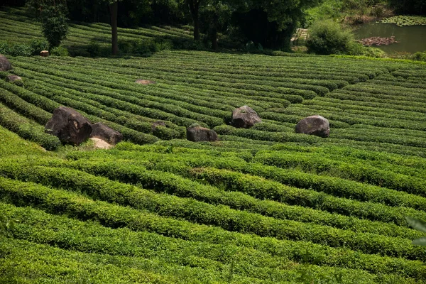 Ville de Shenzhen, province du Guangdong, vallée de plantation de thé de Dameisha Est Ancienne ville de thé — Photo