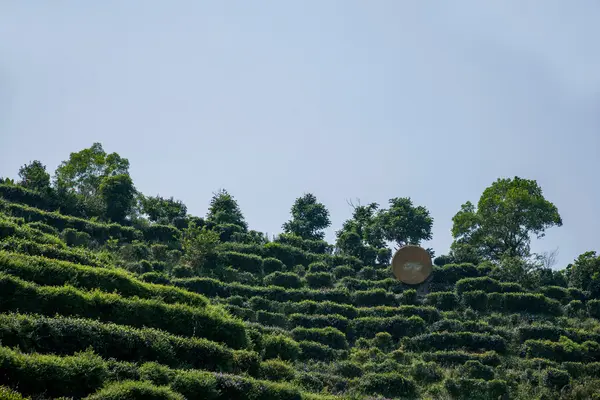 Ville de Shenzhen, province du Guangdong, vallée de plantation de thé de Dameisha Est Ancienne ville de thé — Photo