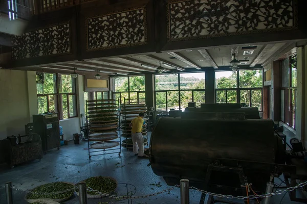 Shenzhen city, provincie guangdong, východní dameisha čaj proud údolí starověké čaj město banpo pouliční čajové produkce pole — Stock fotografie