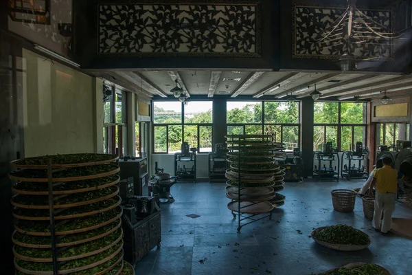 Shenzhen City, Guangdong Province, East Dameisha Tea Stream Valley Ancient Tea Town Banpo Street tea production field — Stock Photo, Image