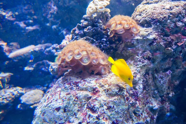 Coral reef in deep sea — Stock Photo © konstantin32 #4638668