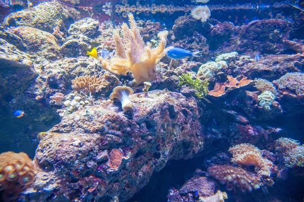 Hong Kong Ocean Park Ocean Wonders Aquarium d'organismes marins — Photo